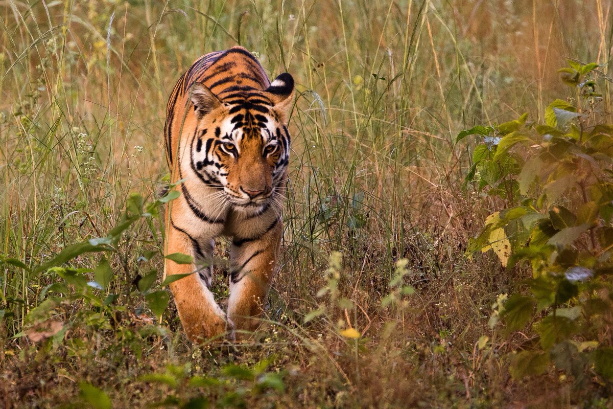 GreteHoward's tweet photo. Another #blog entry from #India, featuring our first #tiger sighting in #Kanha National Park. #travel #photography #safari #KiplingCamp @KiplingCamp 
https://t.co/0nJ1KqjzlG https://t.co/k4N5w6KYn3
