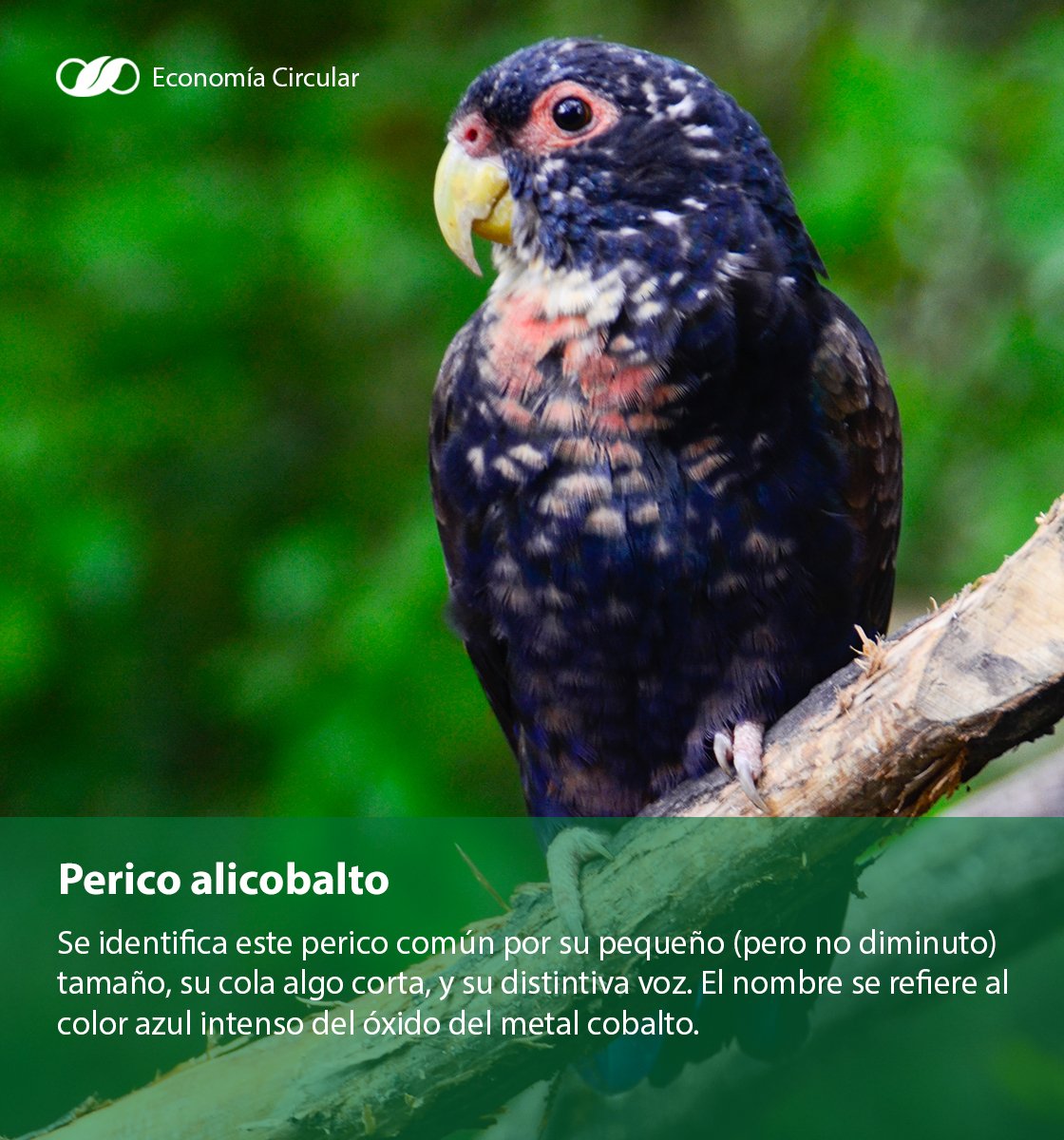 EcoCircularEs's tweet photo. Conoce un poco más sobre las especies de aves que habitan en #Espol #AvesEspol #BosqueProtectorLaProsperina @ugaclub @edcom50 @UVS_ESPOL @cparedesverduga @Andreapinoacost https://t.co/nA13TwE5RO