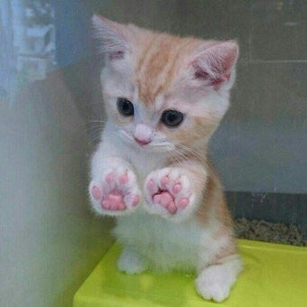 ilovefofuras's tweet photo. https://t.co/kxJ1fcMx7u