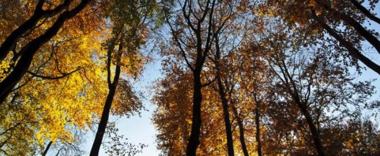 The leaves are falling and the air is getting crisp, so we think it's time you retreat to the pub for delicious meals and drinks!