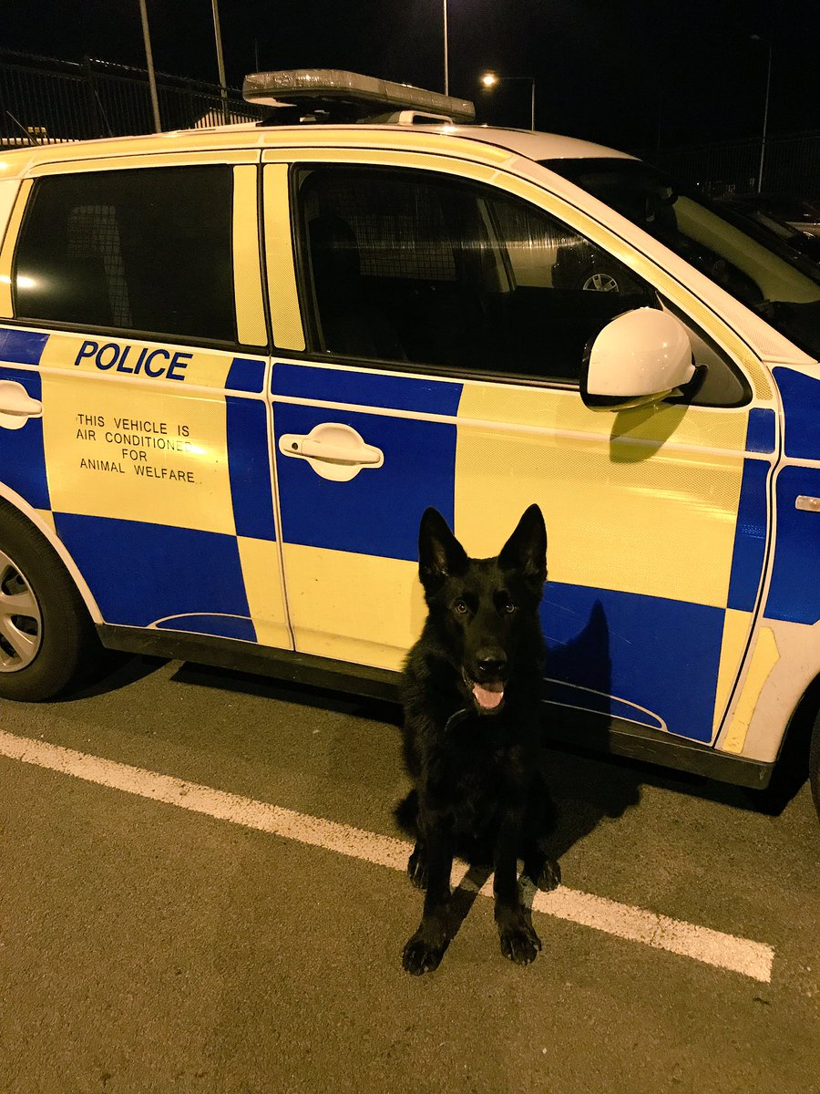 Happy birthday to me. 2 today and I'm doing what I love best #WorkingDog