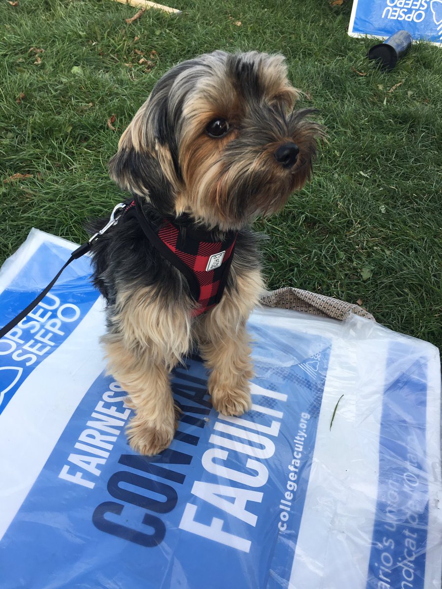 zavitz101's tweet photo. @OPSEU gizmo says "fairness for contract faculty"! Vote NO! https://t.co/jRW5uV8w9J