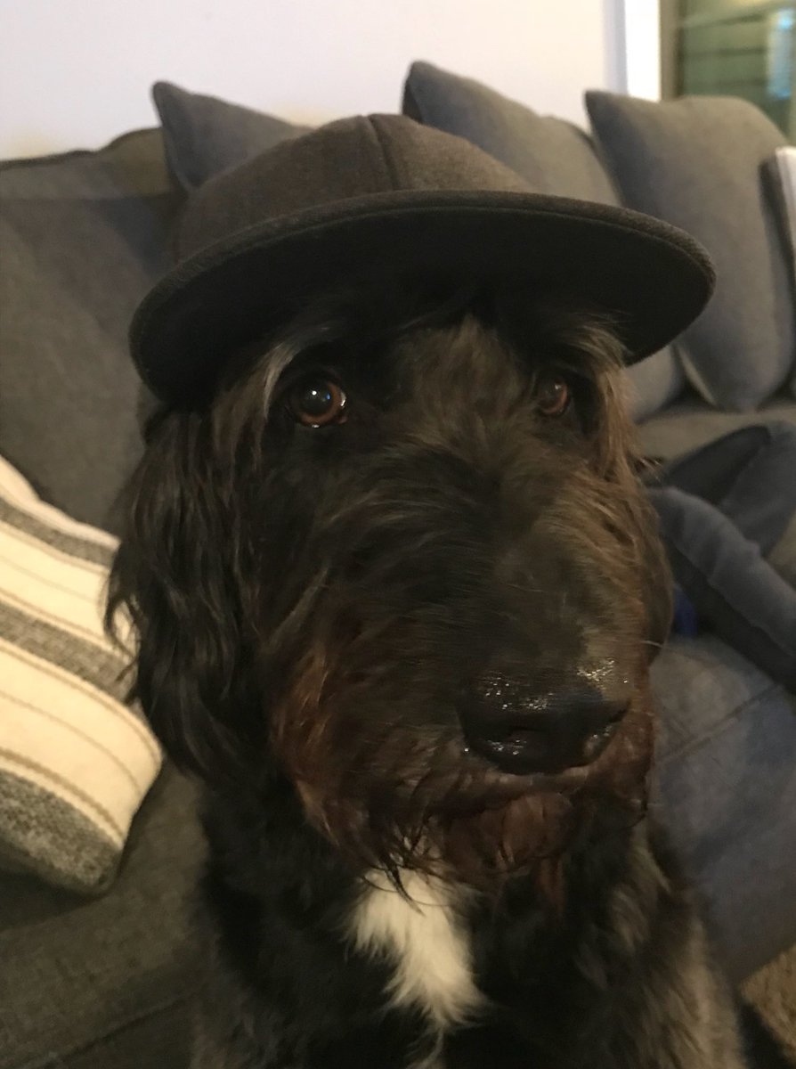 chadchapin's tweet photo. Just wanted to say hey! #HappyTuesday #labradoodle https://t.co/bkG5u3Fy0S