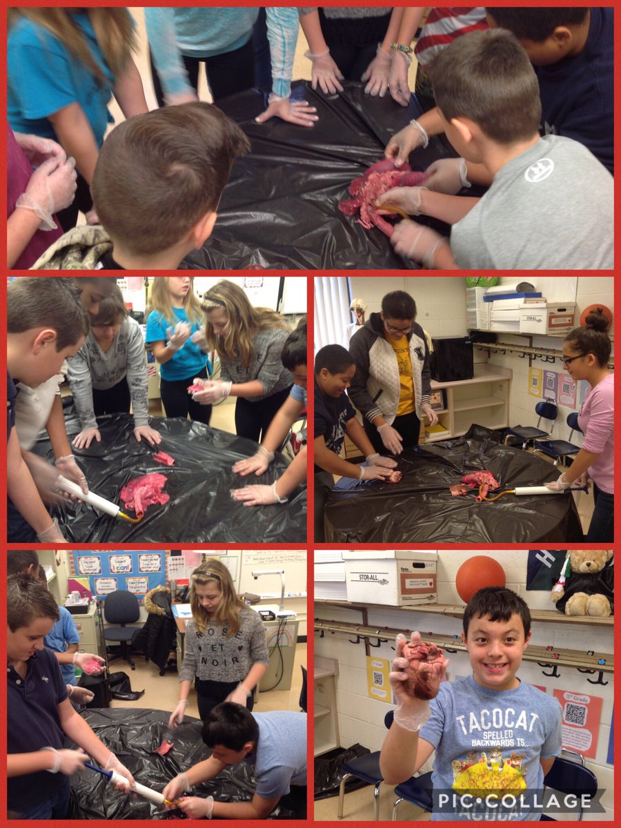 Grade6Edison's tweet photo. Fun in HEART class with dissections! #fraserfamily https://t.co/QbWuiYTmds