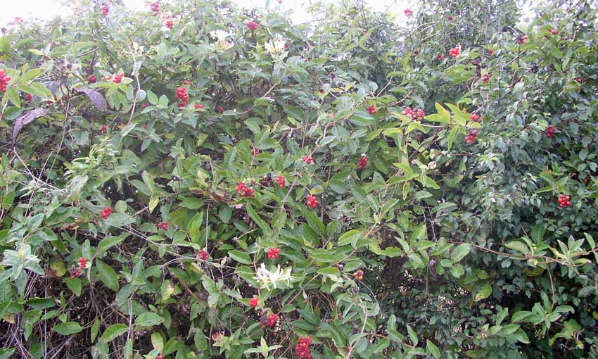 #Christmasgifts special for #gardeners: plant prezzies! #gardening <a href="/mrfothergill/">Mr Fothergills Seeds</a> <a href="/Treesdirect/">Trees Direct</a> bit.ly/2mq3ZKK