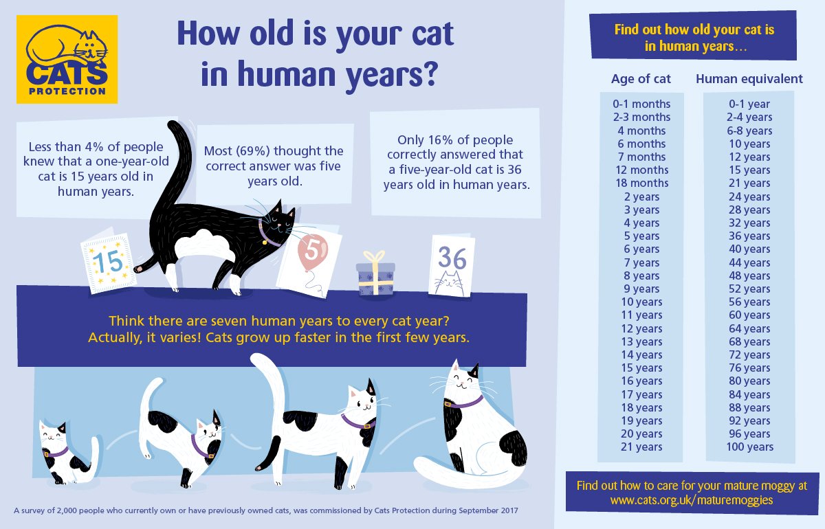 how old are cats compared to humans