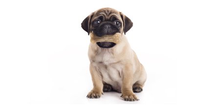 KIDS_N_PETS's tweet photo. What did the waiter say to the puppy? BONE-Appetite! #KIDSNPETS https://t.co/Av2qEwO6jB