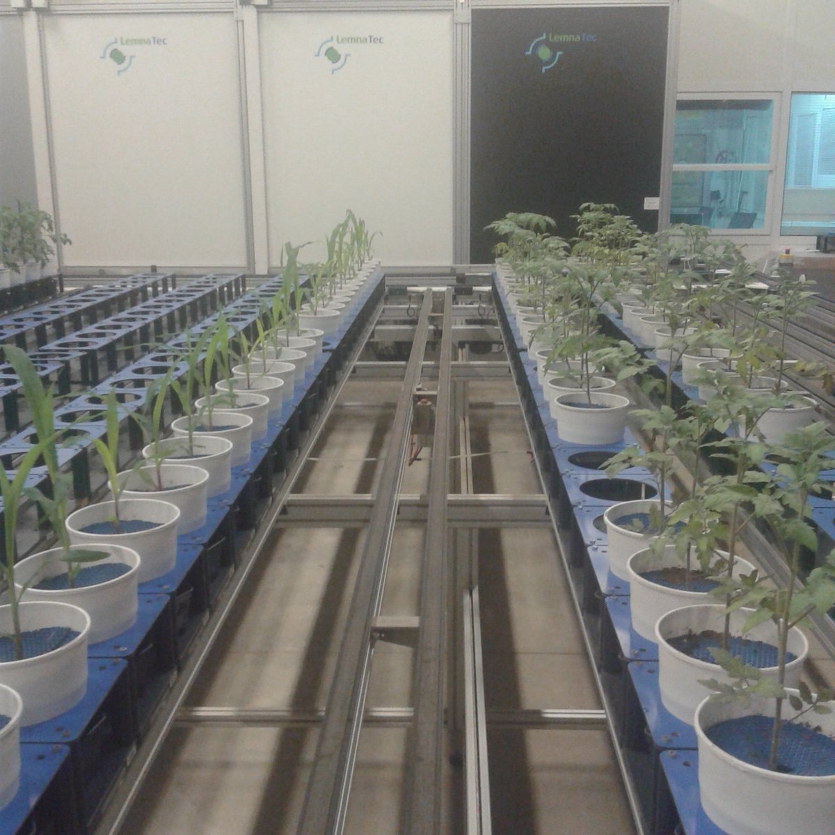 GianfRomanazzi's tweet photo. #Phenomic platform at #Metapontum #Agrobios to check the effects of #biostimulants on plants https://t.co/jf4wxUhUyv