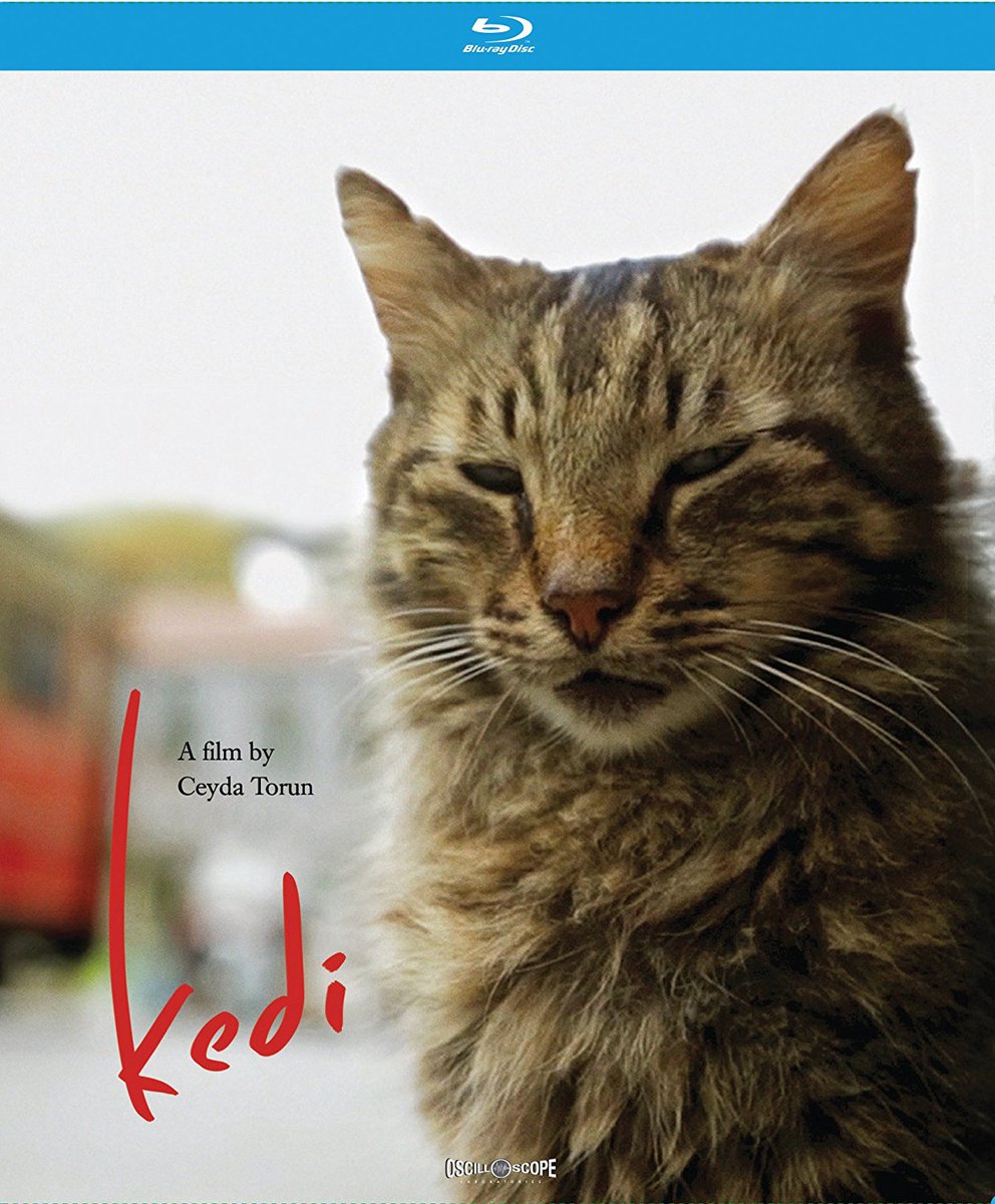 TheFilmStage's tweet photo. 'Kedi,' one of the year's most rewatchable films, arrives on Blu-ray today: https://t.co/6OfQUkPIvP https://t.co/rizPT4TriG