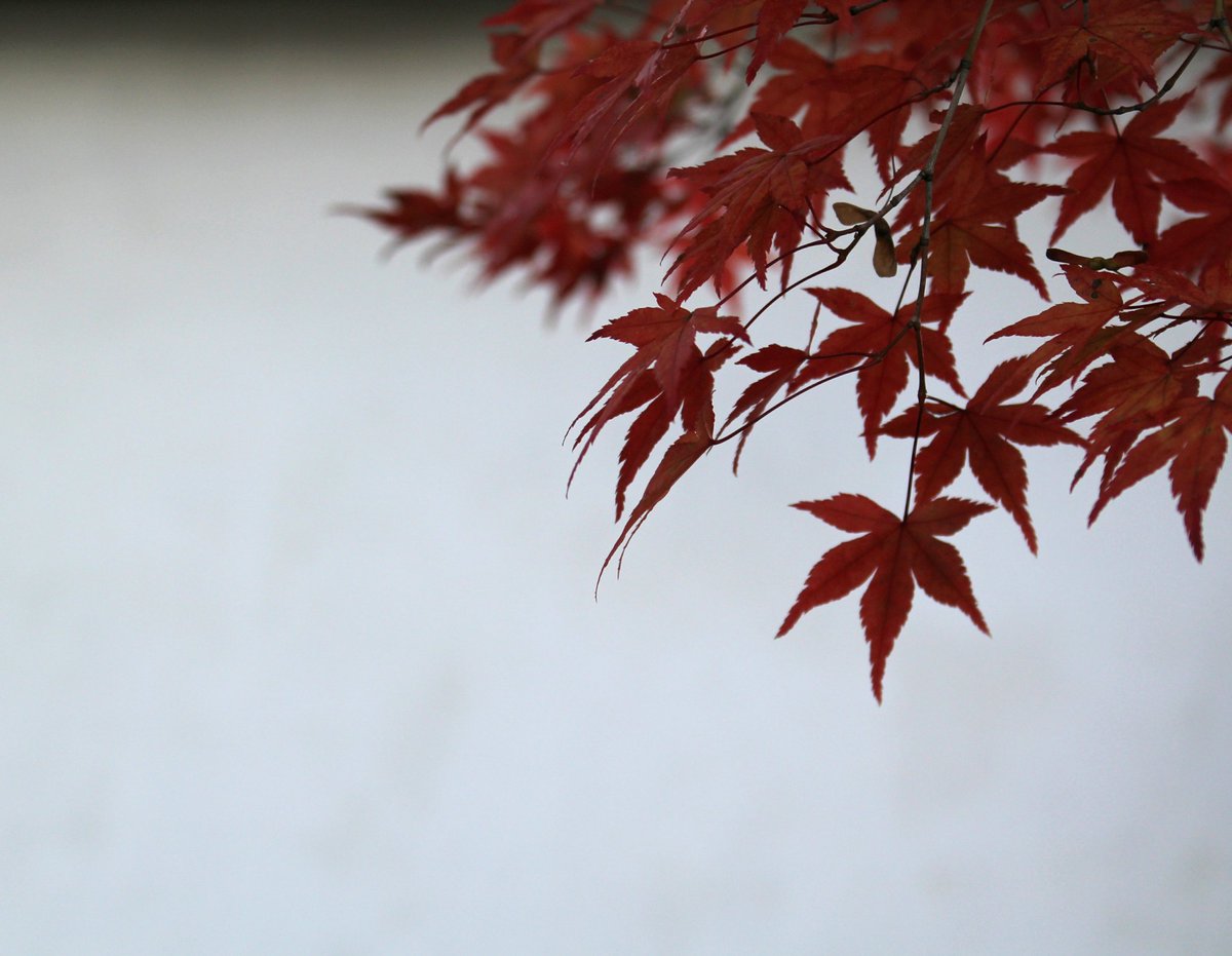 teaonly1001's tweet photo. 滲む紅。
Bleed deep_red.
#photograph #japan #autumn #leafs #deep_red #nature #photography #coregraphy #写真好き https://t.co/ghhx5h7sMw