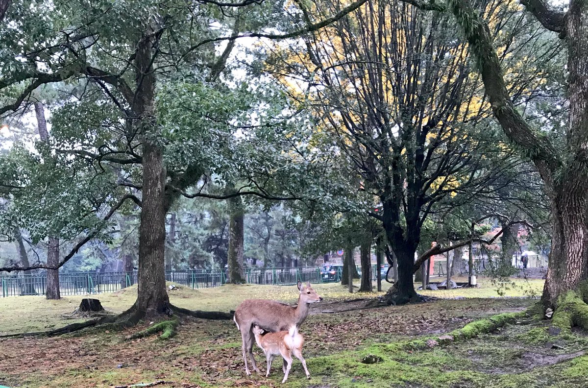Noromi8ace's tweet photo. 一人旅で奈良に行ってまいりました☺🦌✨ https://t.co/O4f15LtXo4