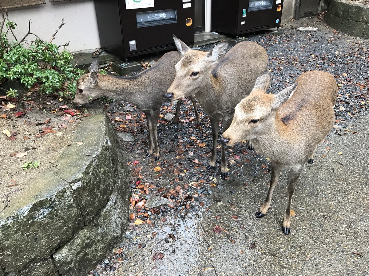 Noromi8ace's tweet photo. 一人旅で奈良に行ってまいりました☺🦌✨ https://t.co/O4f15LtXo4