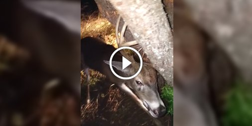 Il sauve un cerf coincés dans un arbre 🦌 Combien de j'aime pour lui ? 👍👍👍 ☛ bit.ly/2zHVhdU