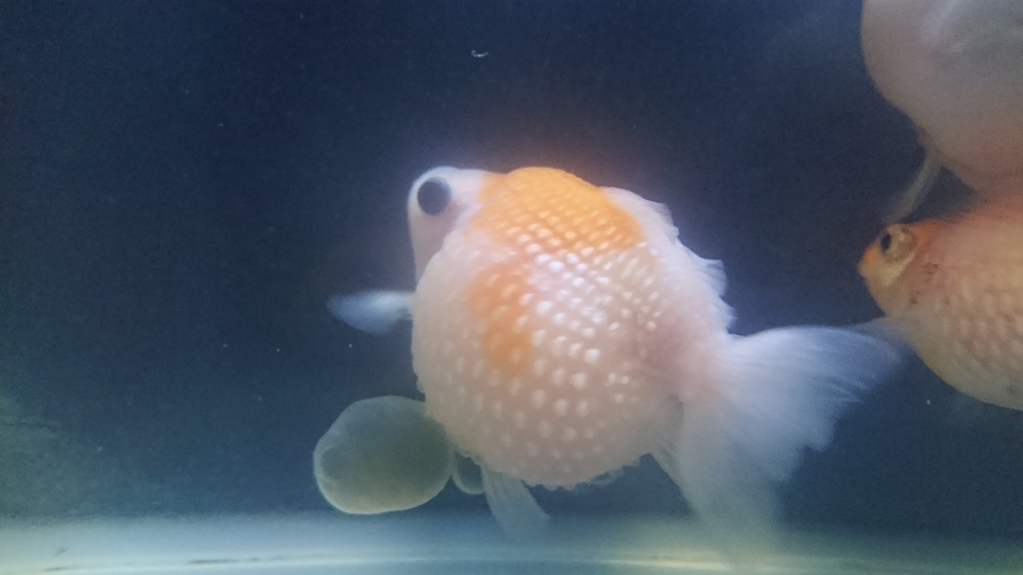 みけฅ ﾐ W ｹ ฅ 金魚が風船病にかかった 致死率結構高いらしい D T Co Pclfeqz0qr Twitter