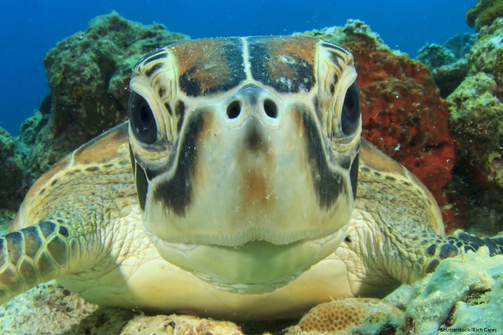 oceana's tweet photo. Happy #TurtleTuesday! 🐢 https://t.co/woTNCR62xS
