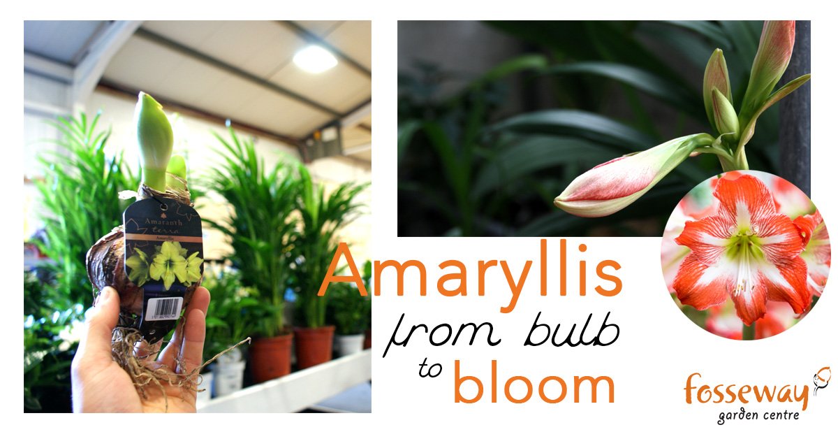 The beautifully #festive #Amaryllis is the perfect bulb for this time of year, plant now &amp; enjoy it’s flowers from late December #Fosseway