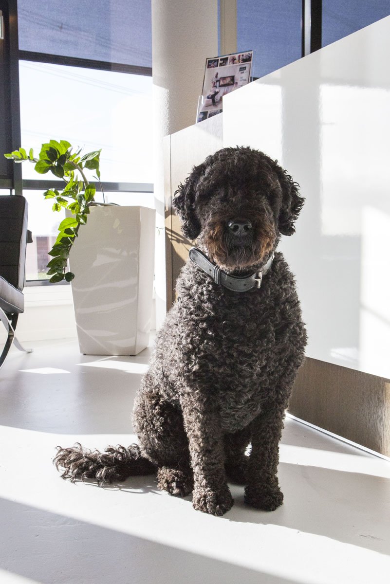 Hello everyone! My name is Mino. I am CMO (Chief Morale Officer) and you can find me at the office of The Virtual Dutch Men to spend the day. My job is to keep up the good morale and gain attention as much as I can. 
If you see me at the office don’t hesitate and come and say hi!