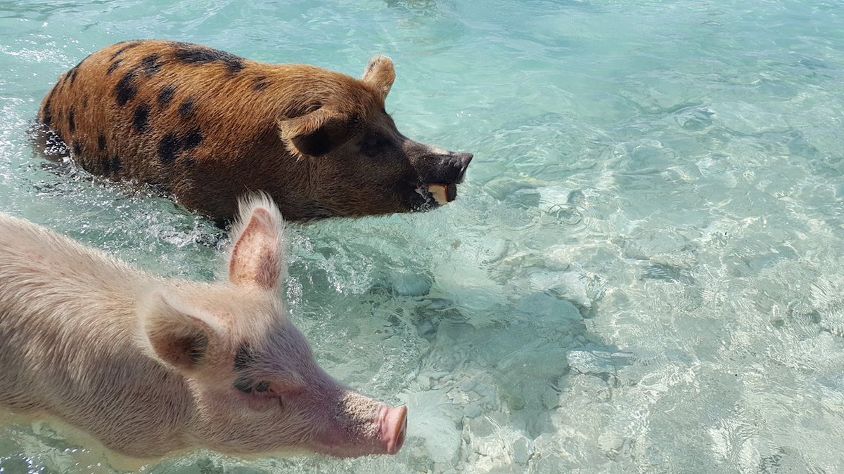 WhenPigsSwimm's tweet photo. Happy to partner up wit @Thrillist on this video about our cool crew! Have a watch like & follow these guys for more https://t.co/pRiN5cuqJH #SwimmingPigs https://t.co/qkpzUYuj1j #WhenPigsSwim #Exuma #Bahamas #Bucketlist #PigsOfParadise @PigsofParadise https://t.co/yjw6hZPmr6 https://t.co/EtrUdd6Vcf