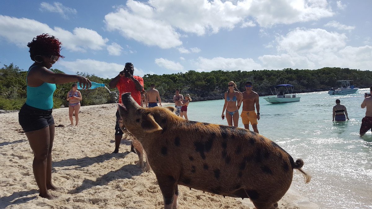 WhenPigsSwimm's tweet photo. Happy to partner up wit @Thrillist on this video about our cool crew! Have a watch like & follow these guys for more https://t.co/pRiN5cuqJH #SwimmingPigs https://t.co/qkpzUYuj1j #WhenPigsSwim #Exuma #Bahamas #Bucketlist #PigsOfParadise @PigsofParadise https://t.co/yjw6hZPmr6 https://t.co/EtrUdd6Vcf