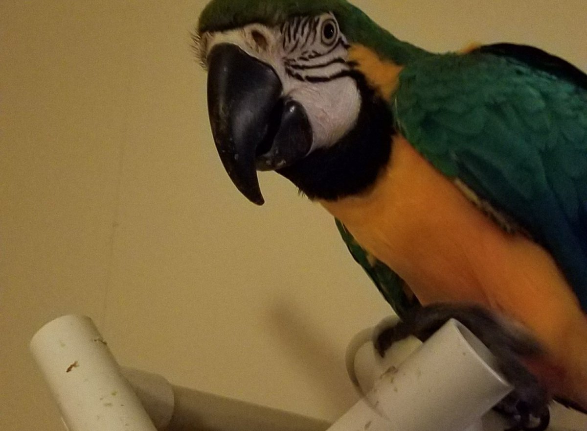 MaxMacaw's tweet photo. Good morning from Mr max the macaw TV #MACAWLIFE #TacoTuesday https://t.co/CUXsGS6uiC