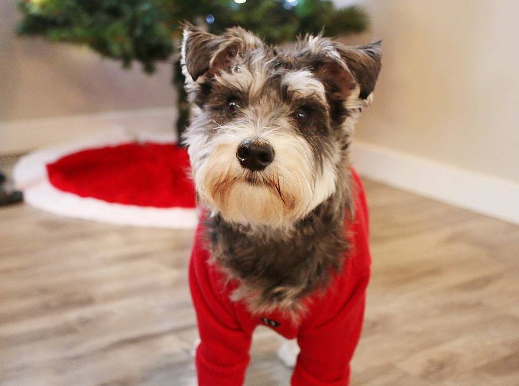JimBob_Cuter's tweet photo. When is Santa coming?! _________________________________
#wheressanta #christmaspup #christmasinnovember #waitingf… https://t.co/TntMivAK1D https://t.co/fzfP277UPm