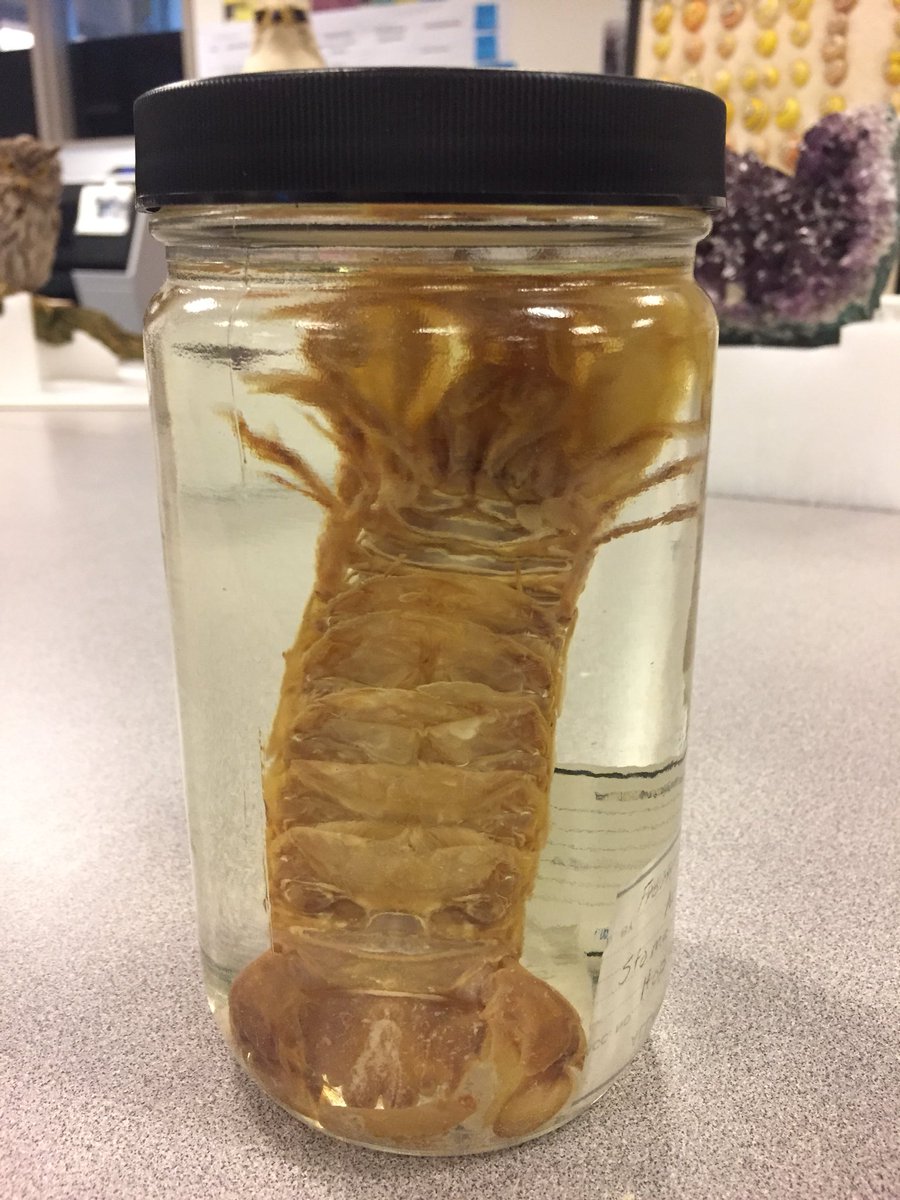 SDNHM's tweet photo. Tune in to @thecwsandiego this morning for a #MorningExtra segment on #Unshelved. #MuseumCollections https://t.co/dCynfe5eSx