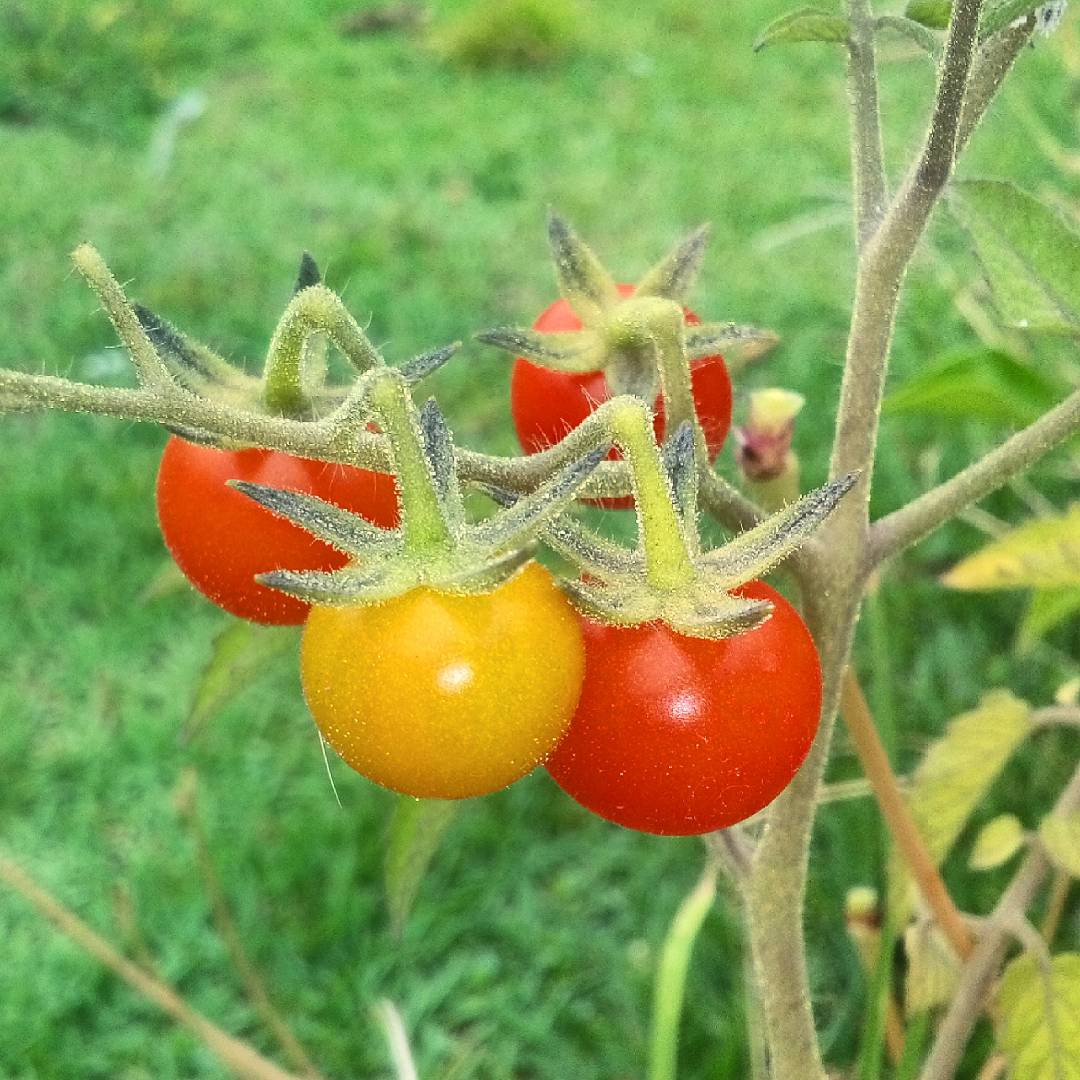 Dan_Portella's tweet photo. tomate-cereja orgânico
(Solanum lycopersicum var. cerasiforme)
#tomatecereja #tamatoes #tomate #organico #organic #organicfood #organictomatoes #foodporn #foods #food #healthyfood #solanum #solanaceae #nofilter https://t.co/SscdeTllrM