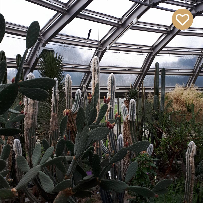 Baramode's tweet photo. #Chronique Berlinoise au jardin botanique #cactus 🌿🌵🌳
Plus de photos à découvrir sur •••> https://t.co/CfN2EIbnL1 #berlin https://t.co/ckYzBJnnYM