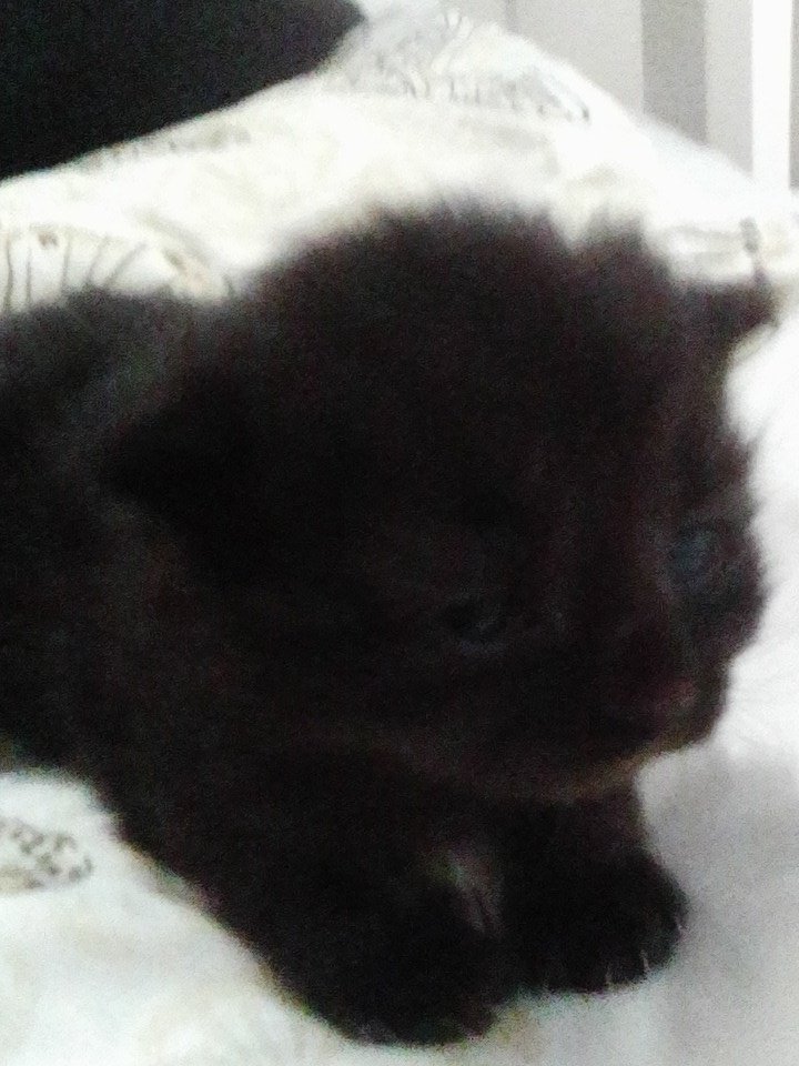 rubyredpanda16's tweet image. This is my kitten Cassandra @Area11Band XD thanks for the name idea &amp;lt;3