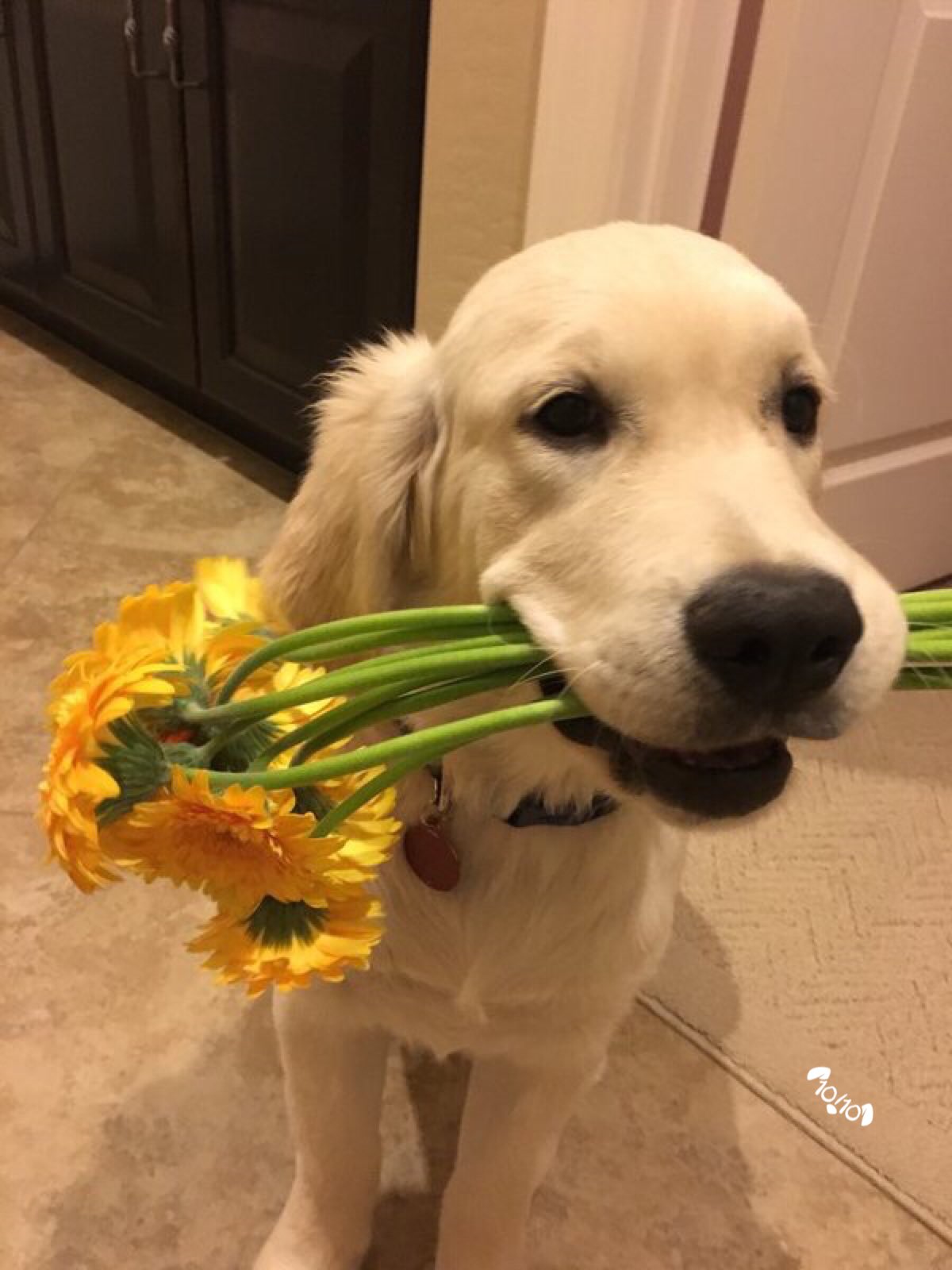 Weratedogs This Is Oliver He Wanted You To Have These Flowers Picked Them Out Himself Hopes They Re Your Favorite Color 14 10 Thank You Oliver T Co Jrf9pemygu