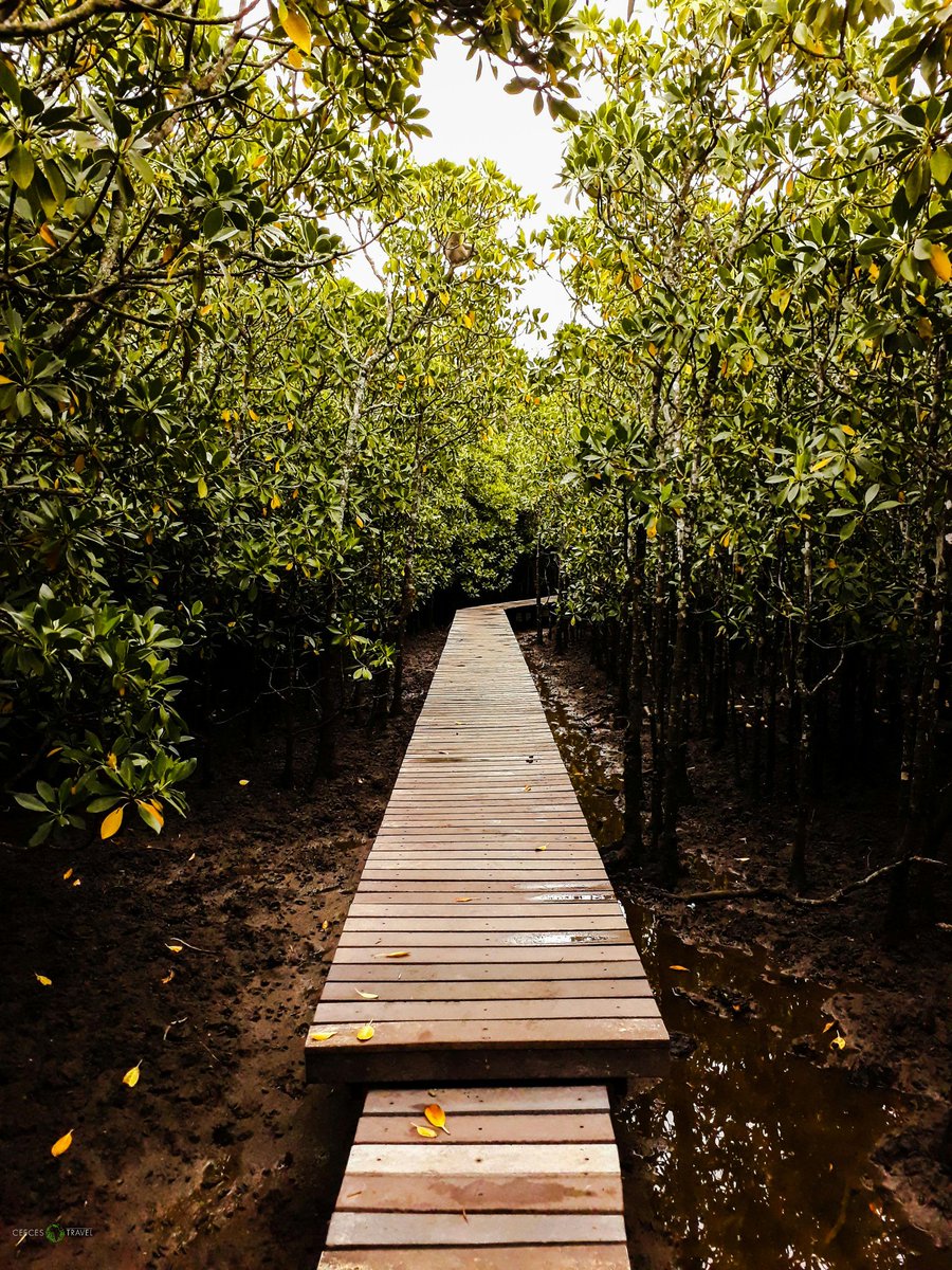 CeecesTravel's tweet photo. Take me back to the #mangroves and #JohnDunns Pool. With @uMhlathuze and @VisitZululand 💚🌱🌴 #KingsExperience #CeeAtKings https://t.co/XzeLVI5Cfu