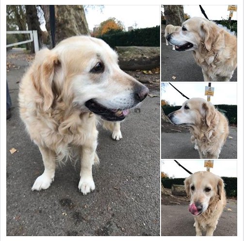GunnParkNebrs's tweet photo. Golden retriever found in #GunnersburyPark 1pm today 14.11.17 no tag or collar. Being taken to #Alcombe in #Northfields #lostdog #Ealing #Acton #Chiswick https://t.co/fHqbJ7IN8p