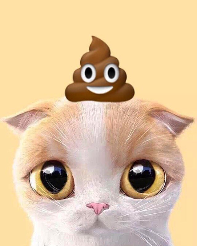 CatcanCol's tweet photo. ¡Quien podría creer que hay un alma tras esos ojos iluminados! ✨prepárate para catcan Cero Olor y purifica el Alma de tu Mascota✨#catcancol #pet #petfriendly #kitten #petlove #animalfriendly https://t.co/WRFDycRR61