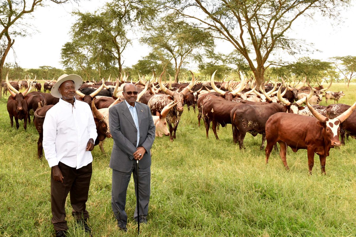 KagutaMuseveni's tweet photo. I showed him the different types of cattle I rear. We also spoke about conservation of River Nile and the environment. https://t.co/BTvbatVkqj