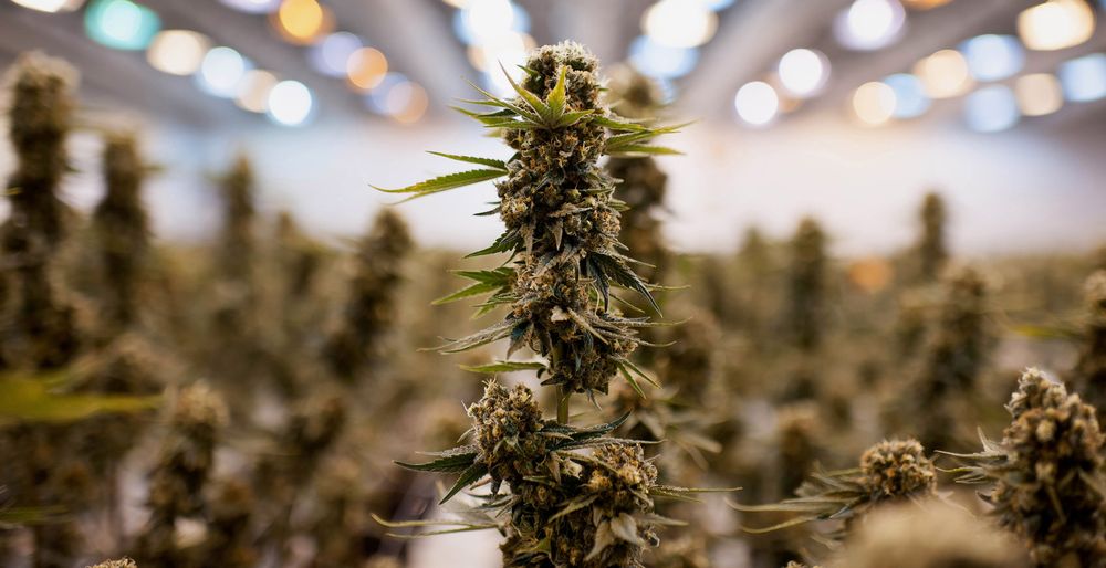 THEMMEXCHANGE's tweet image. Greece Hopes Its Economy Can Grow From Medical Marijuana 

bloomberg.com/news/articles/…  #MME #marijuana #cannabis #Greece #Money