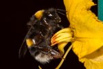 nicrodemo's tweet photo. Please RT: PhD studentship to study #buzzpollination and chemical ecology. Fieldwork in the tropics, bee behavioiural studies, and floral evolution! NERC-funded, competitive application with @RBGE @kewgardens @UniofNewcastle @StirUni https://t.co/7m2kQBlDUC https://t.co/6z3YXNS4Zh