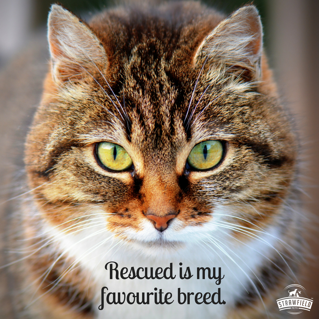 strawfieldpets's tweet photo. Rescued is the best breed. #petlover #petsoftwitter #dogsoftwitter #catoftwitter https://t.co/WNFqiPelf9