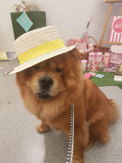 PetModels's tweet image. How cute do our lovely pet models look on the #Paperchasess18 shoot #cute