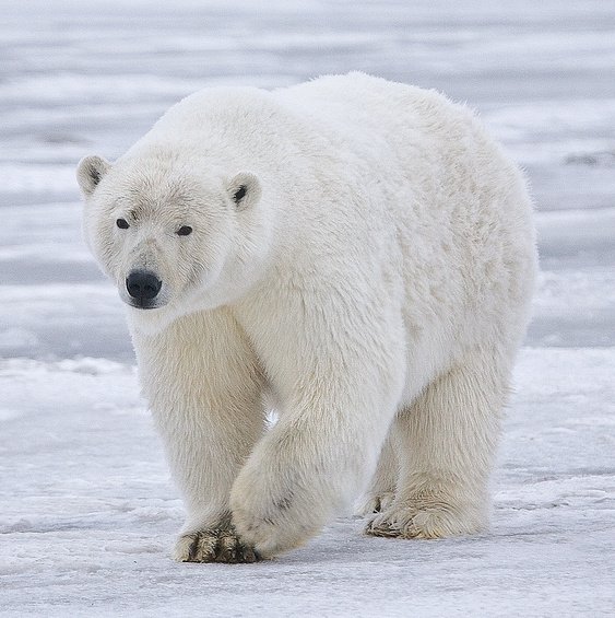 wright_emerald's tweet photo. @Polar_Bear_Edit I didn't join the sprint, but I've been writing since 4 a.m. >>> 2,715 werdz + a polar bear pic ;) #nanowrimo #nanowrimo2017 https://t.co/2mWAKrjool