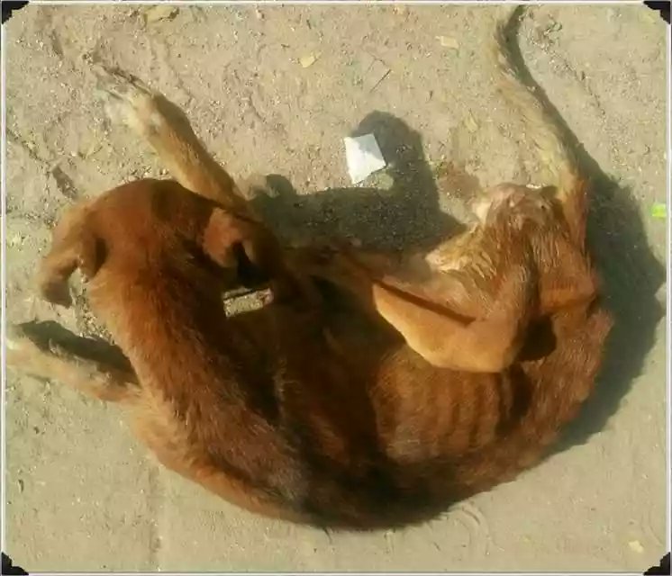 dhyanfoundation's tweet photo. Dhyan Foundation #paravet Mandeep, rescued this dog and shifted to #KrishnaAshram for #diagnosis and #treatment. Dogs hind legs are suspected to be #paralysed.
#FeedAdog https://t.co/hbhqXHpPFZ