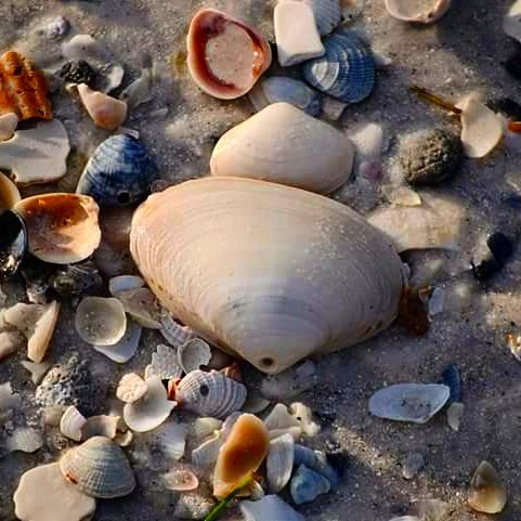 EditorAnnaMaria's tweet image. The shells of Anna Maria Island, a beautiful, ever-changing landscape. 
#loveannamaria #annamariaisland #LoveFL #shells #beach