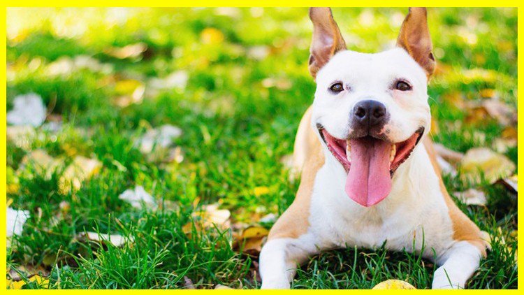 shopify_master's tweet photo. Rover: How To Launch Your Dog Business From Home Using Rover
☞ https://t.co/k4oLKnwlOc
#shopify #dropshipping
r1Eh3SDO0b https://t.co/4VV4M63O1l