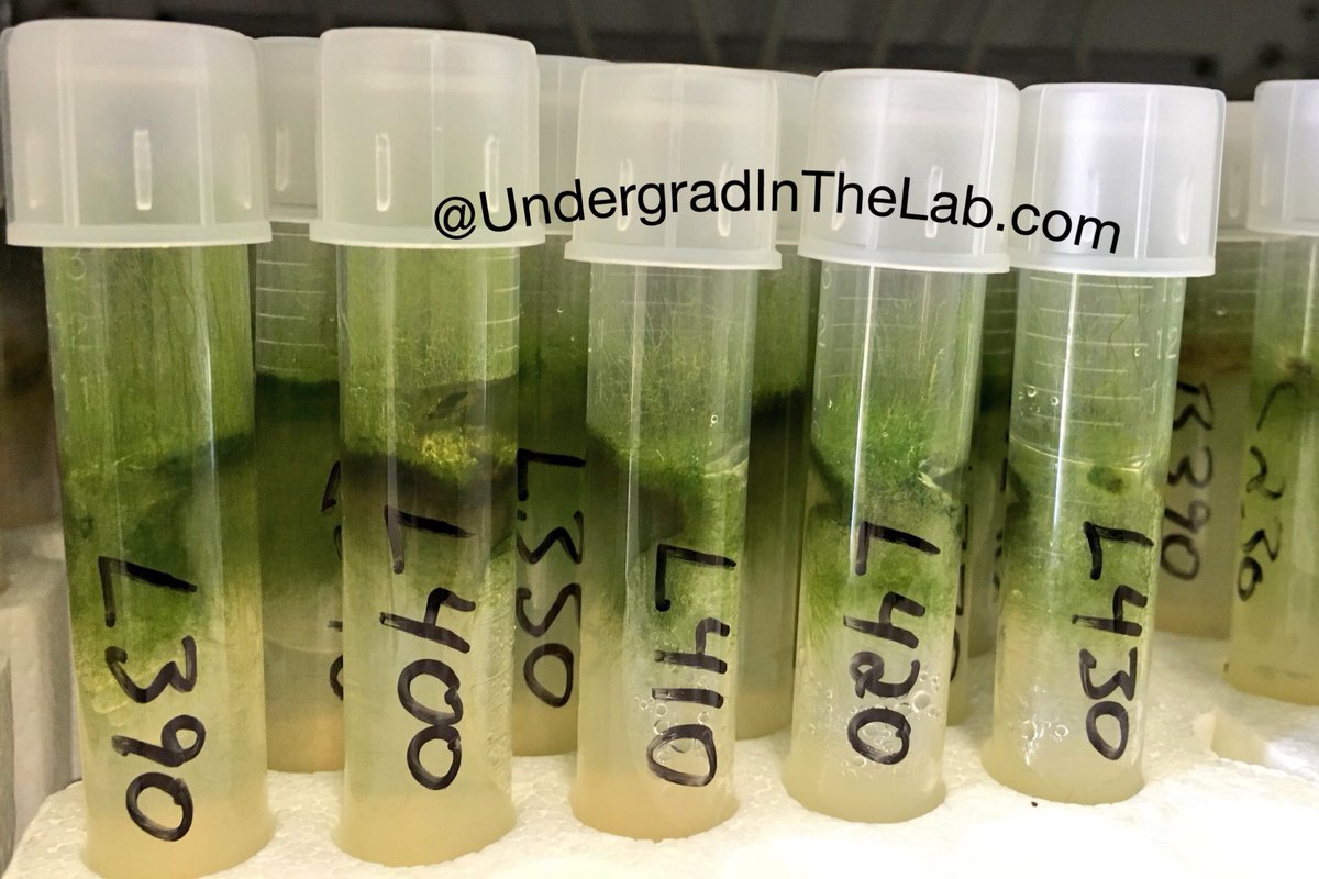 Upcoming break? Don’t presume a #labmate will remember to take care of your stocks, cell lines, or other. Make a plan.