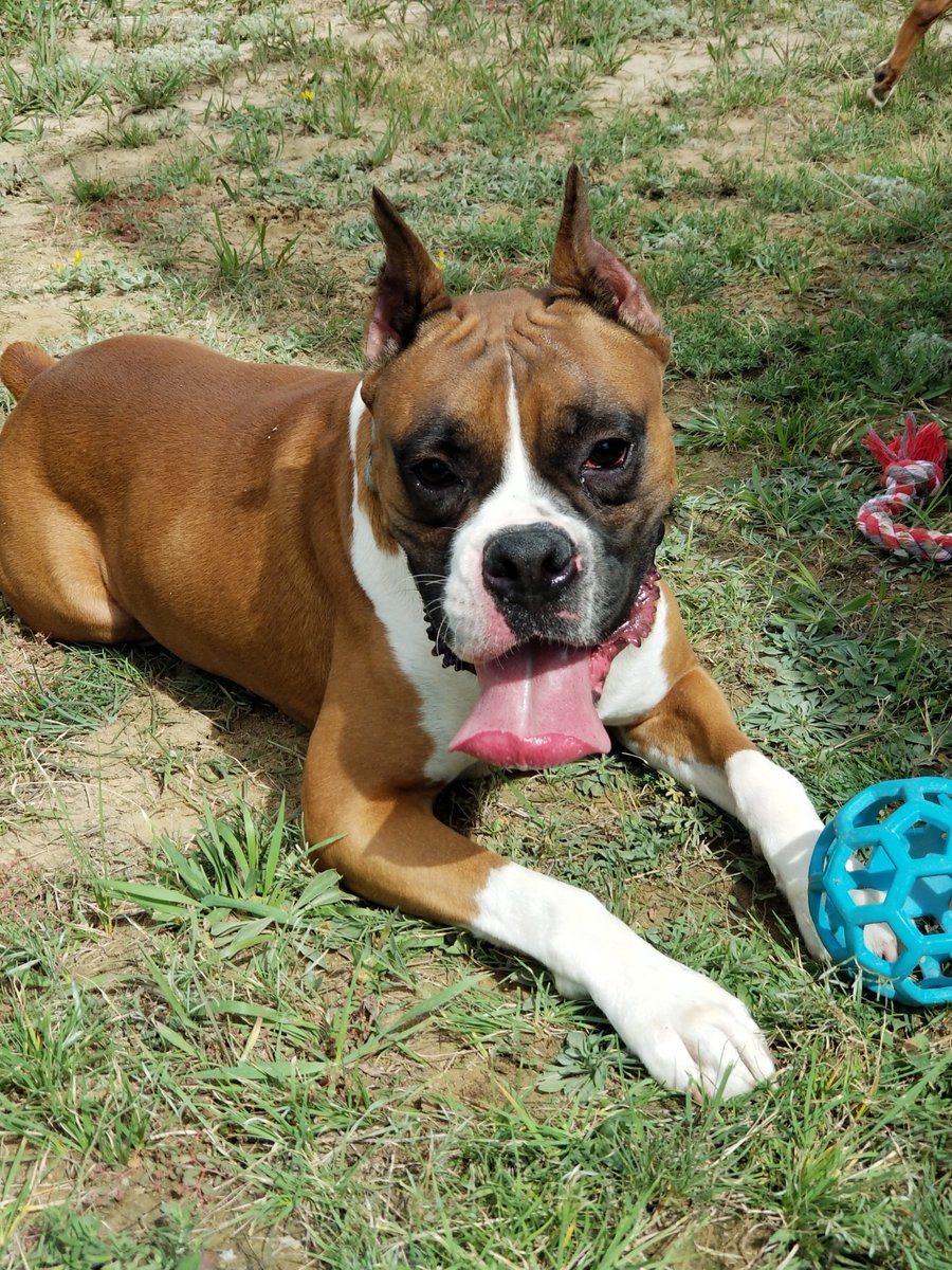 Kloud9Boxers's tweet photo. Tongue out Tuesday... (Domovyk) #kloud9boxersandpugs #kloud9boxers #tongueouttuesday #boxerbreeder #boxers
#boss #bestbreedever https://t.co/z3Oo6FNLpc