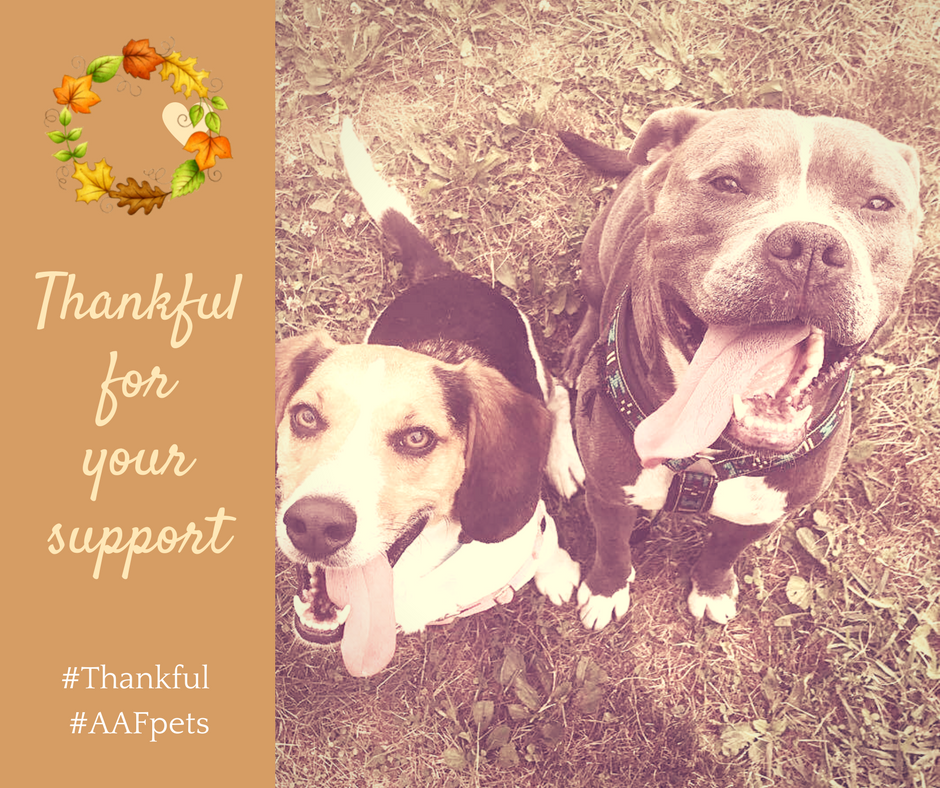 AAFPets's tweet photo. #Thankful #AAFpets https://t.co/urkP0a5Wgl