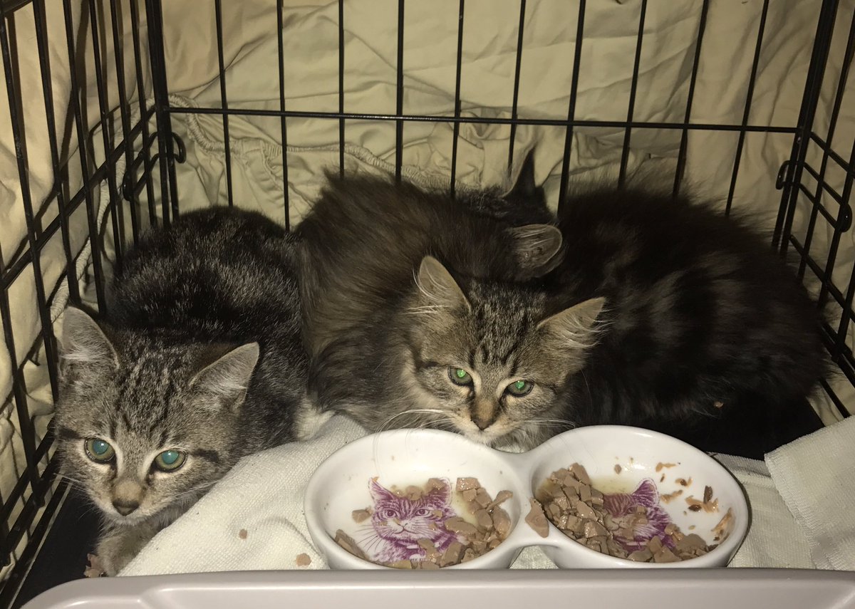 kitkatjp's tweet photo. They hate me! https://t.co/DbmOc4txF2
