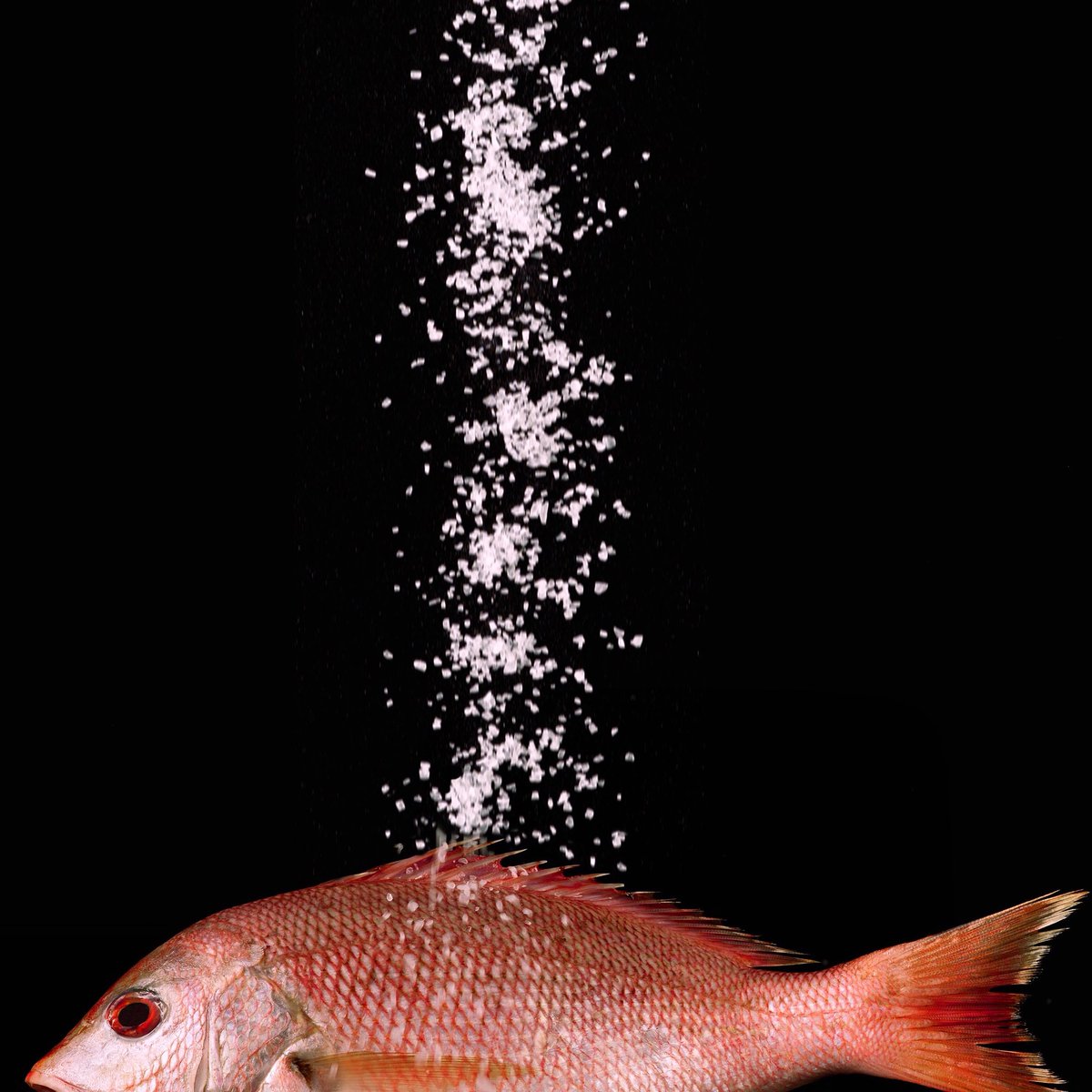 StudioRecipes's tweet photo. We’re feeling #salty on this #carnaltuesday 
#foodpics #foodphotography #foodie #eater #photography #photographer #chef #chefslife #foodporn https://t.co/XckbJ38gst