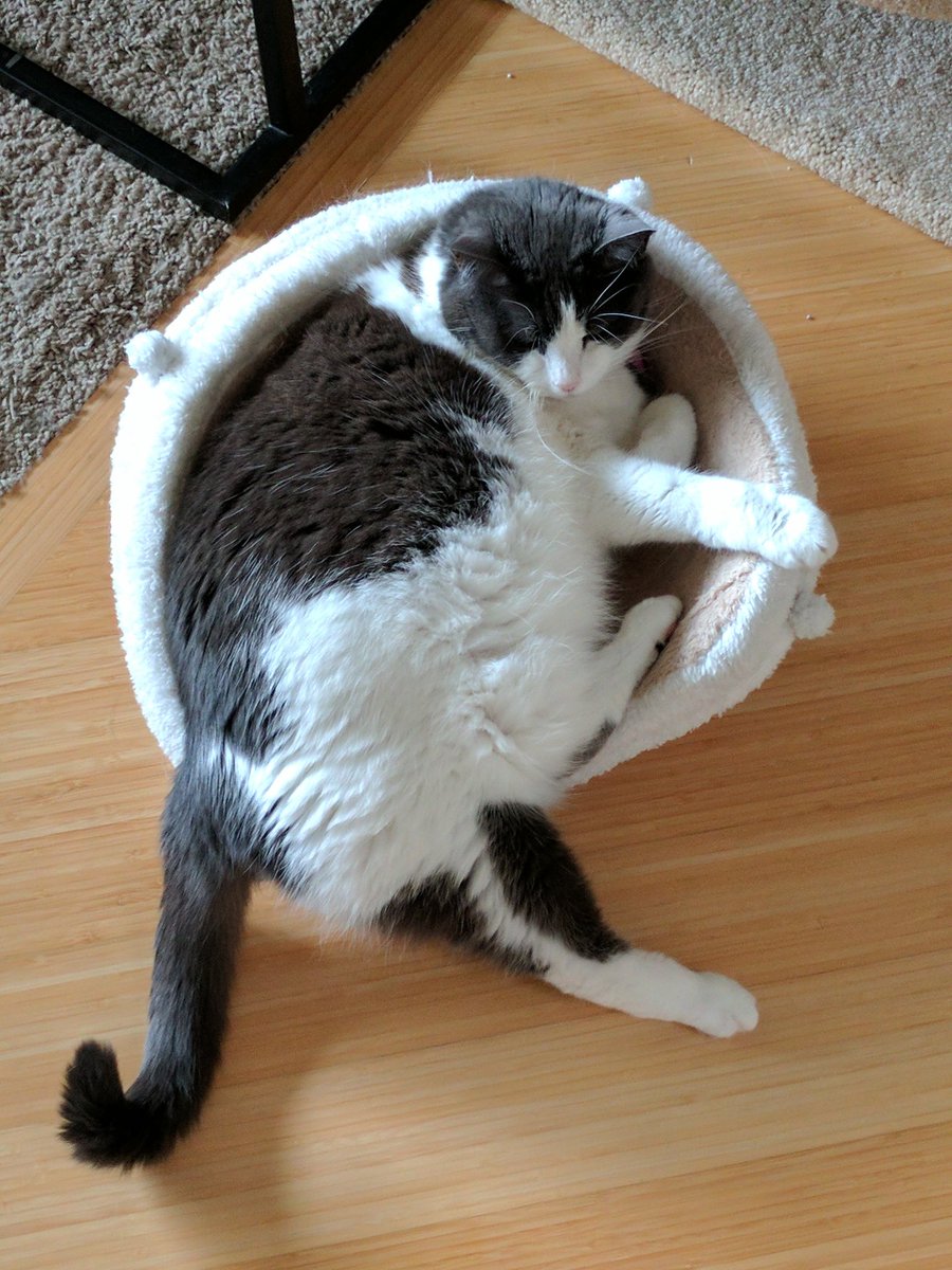 Thibodeaux32117's tweet photo. Shatorah is a bit too big for the bed. I bought her a new bigger bed, but she likes this one! #cat #toosmall #plumpycat #stubborn https://t.co/sRstDEbqGD