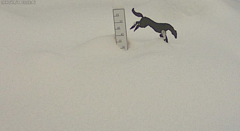 KickingHorseMtn's tweet photo. Good morning! The Horse got buried again... Snow Report: https://t.co/PctgfMKMuJ #ThisHorseRules @IAmASnowSeeker @SnowBrains @UnofficialNet https://t.co/7pf2khiTCW