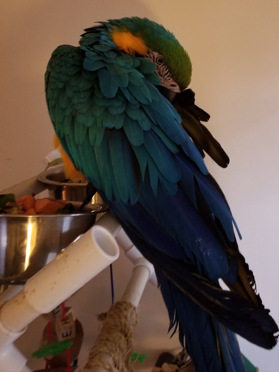 MaxMacaw's tweet photo. Nap time for Mr Max The Macaw https://t.co/VCGtdaYnat